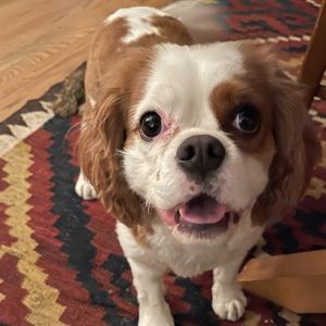 Meet your Posher, Denise